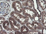 COMMD1 Antibody in Immunohistochemistry (Paraffin) (IHC (P))