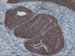 COMMD1 Antibody in Immunohistochemistry (Paraffin) (IHC (P))