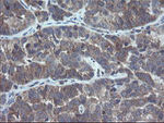 COMMD1 Antibody in Immunohistochemistry (Paraffin) (IHC (P))