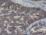 COMMD1 Antibody in Immunohistochemistry (Paraffin) (IHC (P))