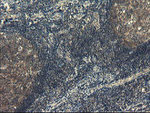 COMMD1 Antibody in Immunohistochemistry (Paraffin) (IHC (P))