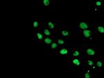 COPS5 Antibody in Immunocytochemistry (ICC/IF)