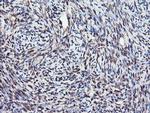 COPS5 Antibody in Immunohistochemistry (Paraffin) (IHC (P))