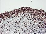 COPS5 Antibody in Immunohistochemistry (Paraffin) (IHC (P))