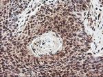 COPS5 Antibody in Immunohistochemistry (Paraffin) (IHC (P))