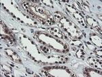 COPS5 Antibody in Immunohistochemistry (Paraffin) (IHC (P))