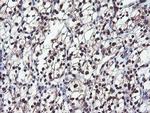 COPS5 Antibody in Immunohistochemistry (Paraffin) (IHC (P))