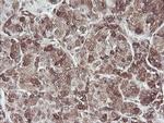 COPS5 Antibody in Immunohistochemistry (Paraffin) (IHC (P))