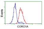 CORO1A Antibody in Flow Cytometry (Flow)