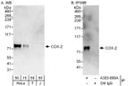 COX-2 Antibody in Western Blot (WB)