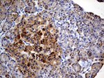 COX17 Antibody in Immunohistochemistry (Paraffin) (IHC (P))