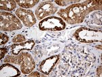 COX17 Antibody in Immunohistochemistry (Paraffin) (IHC (P))