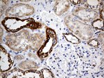 COX17 Antibody in Immunohistochemistry (Paraffin) (IHC (P))