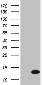 COX17 Antibody in Western Blot (WB)