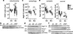 MTCO1 Antibody in Western Blot (WB)