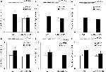 MTCO1 Antibody in Western Blot (WB)