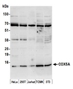 COX5A Antibody in Western Blot (WB)