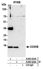 COX5B Antibody in Western Blot (WB)