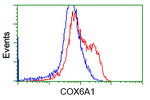 COX6A1 Antibody in Flow Cytometry (Flow)