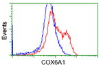 COX6A1 Antibody in Flow Cytometry (Flow)