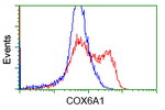 COX6A1 Antibody in Flow Cytometry (Flow)