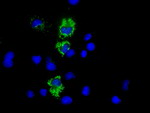 COX6A1 Antibody in Immunocytochemistry (ICC/IF)