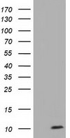 COX6A1 Antibody in Western Blot (WB)