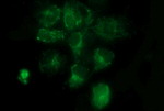 COX6C Antibody in Immunocytochemistry (ICC/IF)