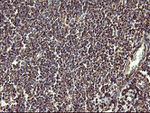 COX6C Antibody in Immunohistochemistry (Paraffin) (IHC (P))