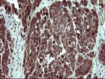 COX6C Antibody in Immunohistochemistry (Paraffin) (IHC (P))