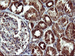 COX6C Antibody in Immunohistochemistry (Paraffin) (IHC (P))