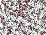 COX6C Antibody in Immunohistochemistry (Paraffin) (IHC (P))