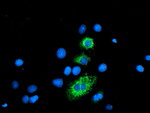 CPA2 Antibody in Immunocytochemistry (ICC/IF)