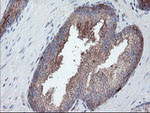 CPA2 Antibody in Immunohistochemistry (Paraffin) (IHC (P))