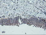 CPA2 Antibody in Immunohistochemistry (Paraffin) (IHC (P))