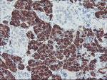 CPA2 Antibody in Immunohistochemistry (Paraffin) (IHC (P))