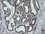 CPA2 Antibody in Immunohistochemistry (Paraffin) (IHC (P))