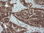 CPA2 Antibody in Immunohistochemistry (Paraffin) (IHC (P))