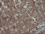 CPA2 Antibody in Immunohistochemistry (Paraffin) (IHC (P))