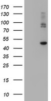 CPA2 Antibody in Western Blot (WB)