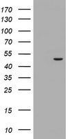 CPA2 Antibody in Western Blot (WB)