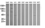 CPA2 Antibody in Western Blot (WB)