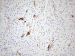 CPM Antibody in Immunohistochemistry (Paraffin) (IHC (P))