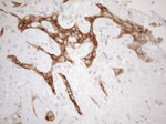 CPM Antibody in Immunohistochemistry (Paraffin) (IHC (P))