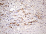 CPM Antibody in Immunohistochemistry (Paraffin) (IHC (P))