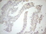 CPM Antibody in Immunohistochemistry (Paraffin) (IHC (P))