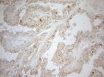 CPM Antibody in Immunohistochemistry (Paraffin) (IHC (P))