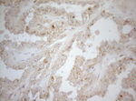 CPM Antibody in Immunohistochemistry (Paraffin) (IHC (P))