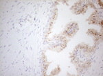 CPM Antibody in Immunohistochemistry (Paraffin) (IHC (P))