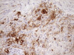 CPM Antibody in Immunohistochemistry (Paraffin) (IHC (P))